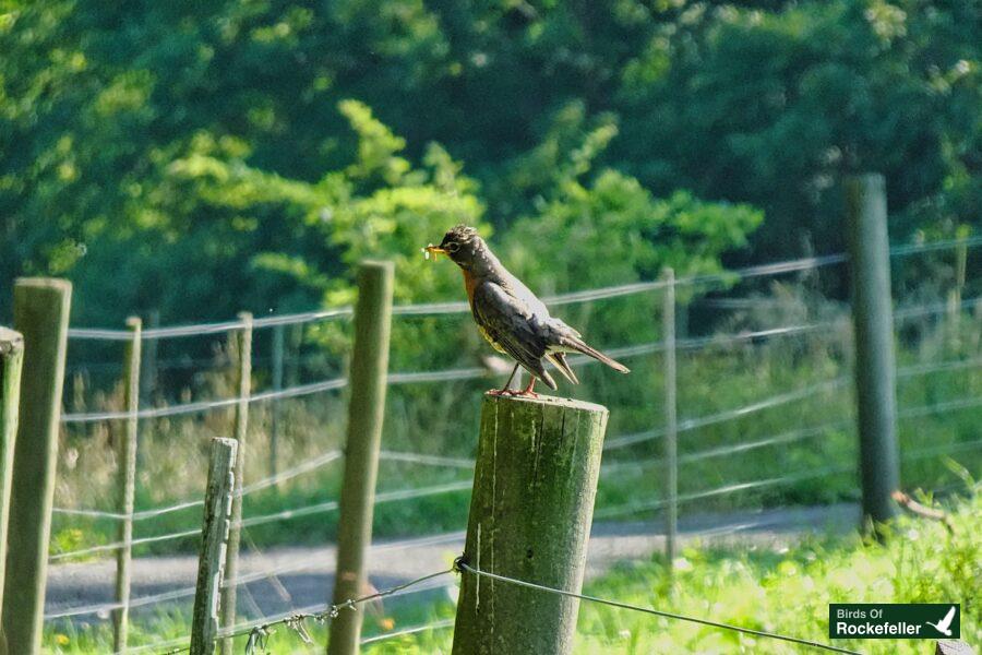 A bird perched on top of a fence post.