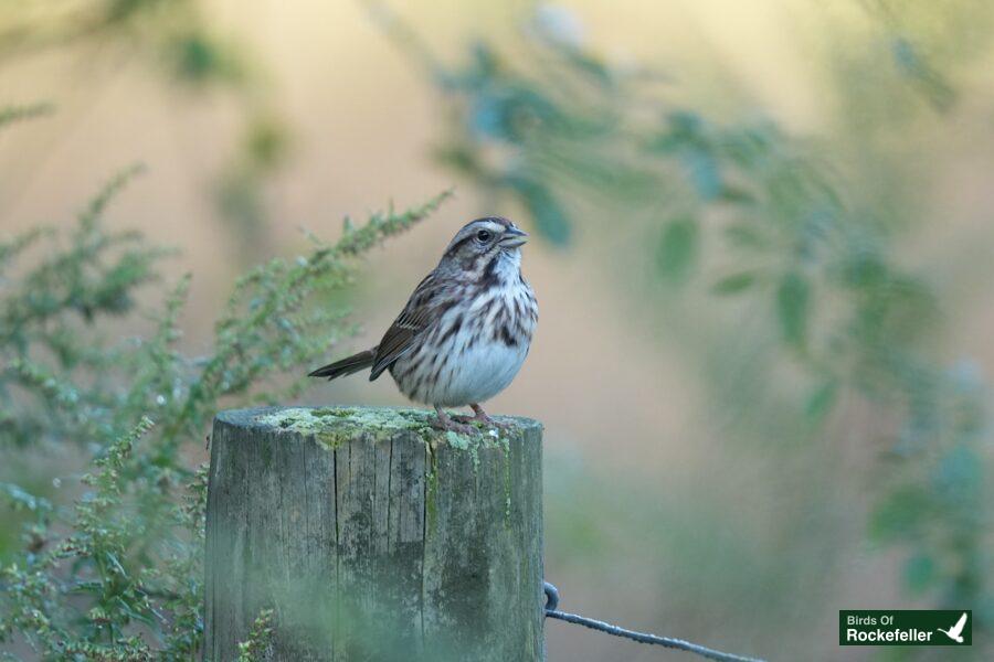 A small bird sitting on top of a fence post.