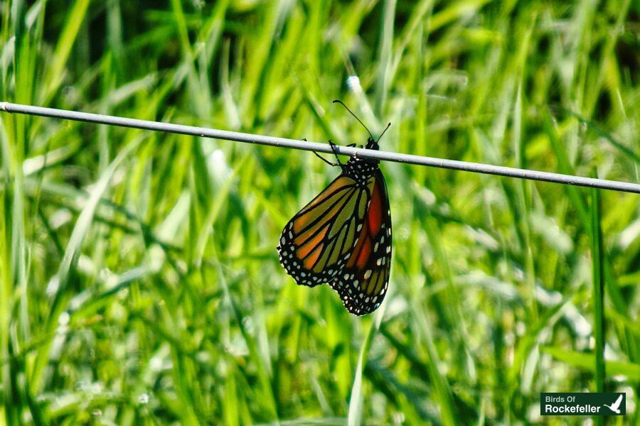 A monarch butterfly resting on a wire in the grass.