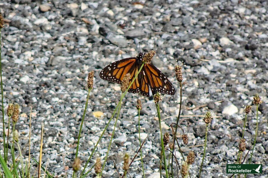 A monarch butterfly is sitting on a gravel road.