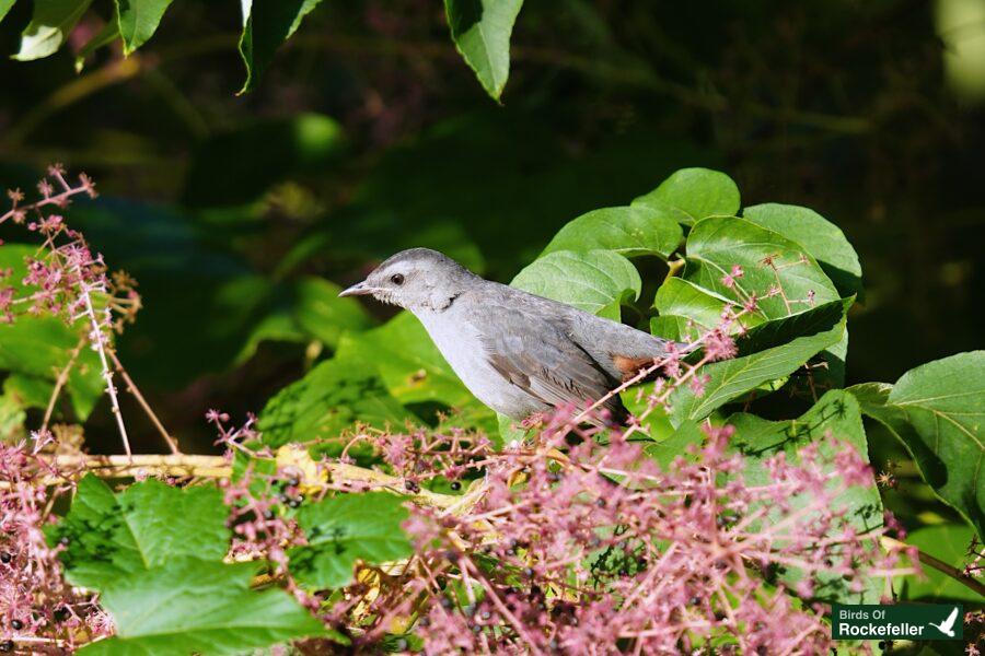 A small gray bird perched on a branch of pink flowers.