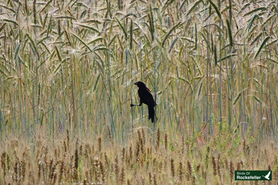 A black bird is standing in a field of tall grass.