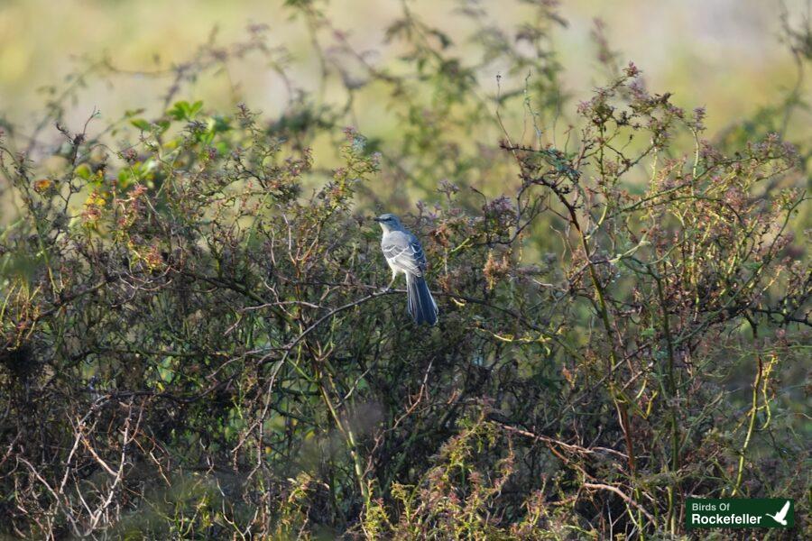 A gray bird perched on top of a bush.