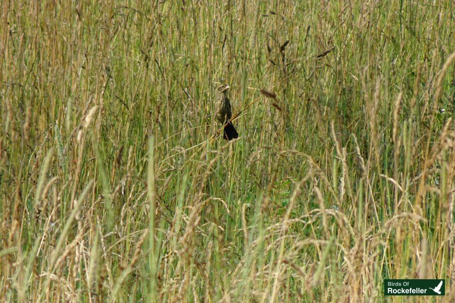 A bird is standing in tall grass.