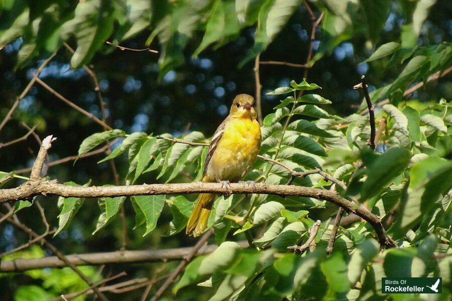 A yellow bird perched on a branch.