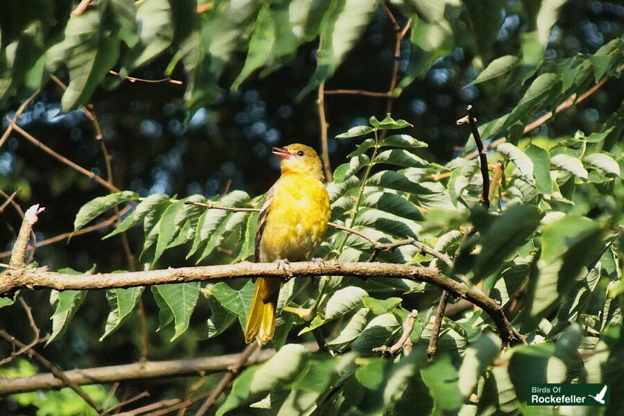 A yellow bird perched on a branch in a tree.