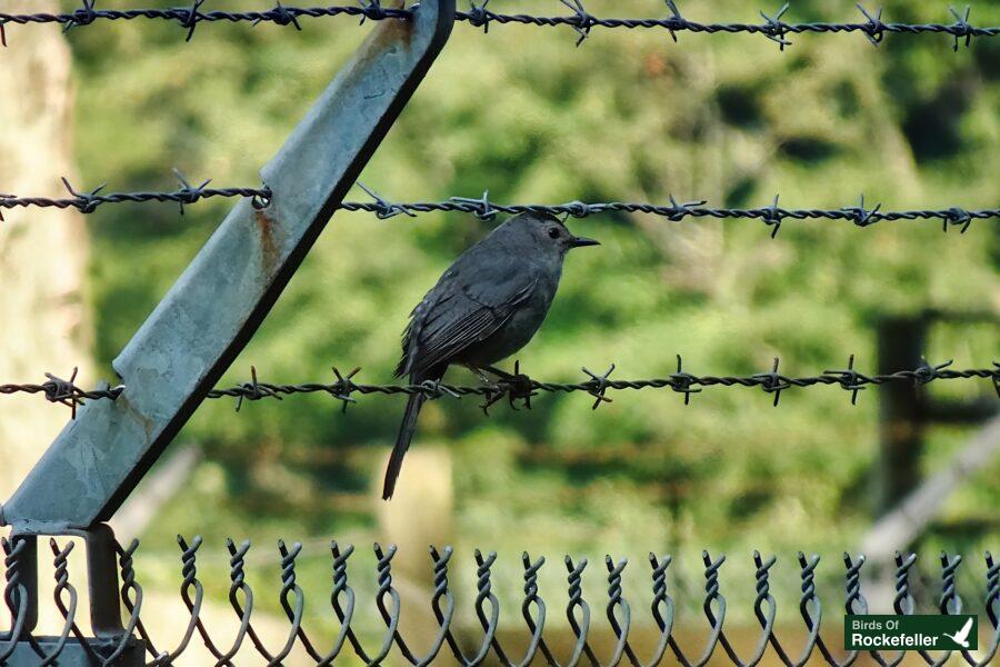 A bird perched on a barbed wire fence.