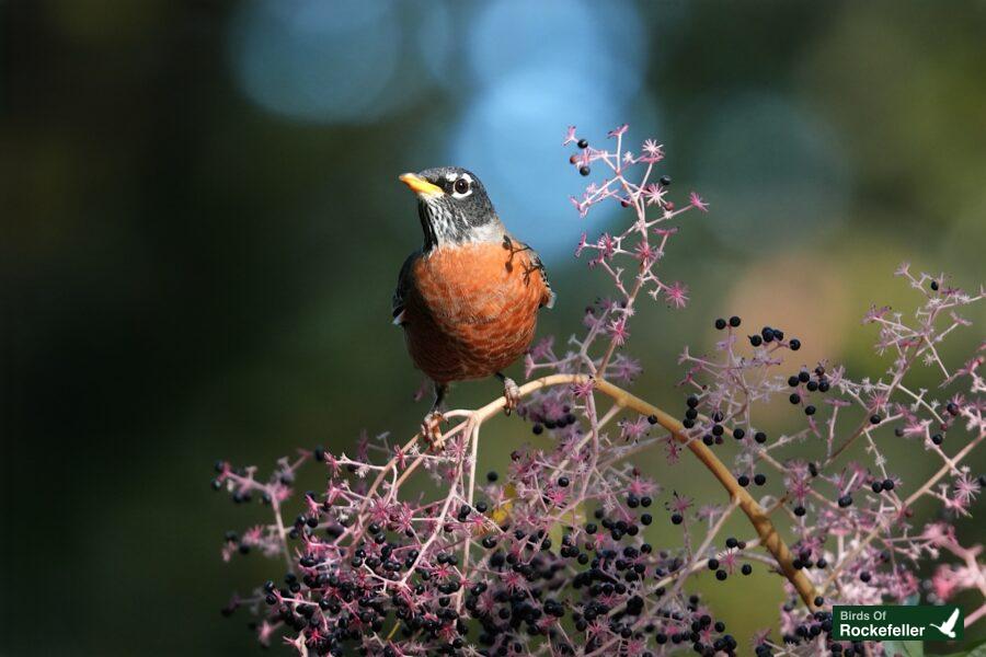 A bird is perched on a branch with berries.