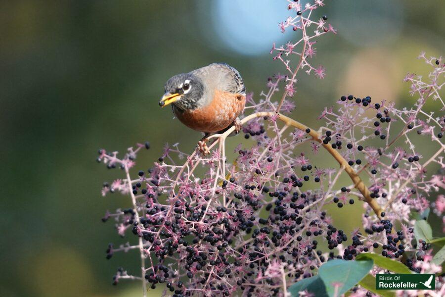 Robin perched on blackberry bushes.