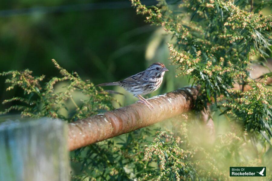 A small bird perched on a fence post.