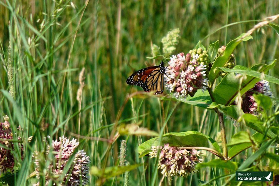 A monarch butterfly perched on a flower.