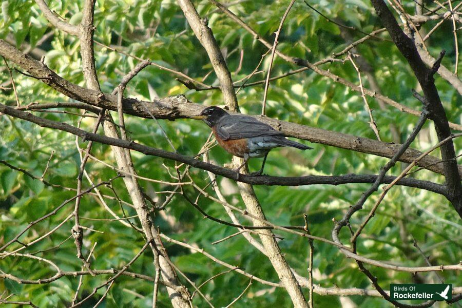 A robin perched on a tree branch.