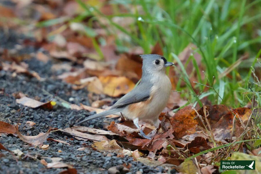 A small bird standing on the ground near some leaves.