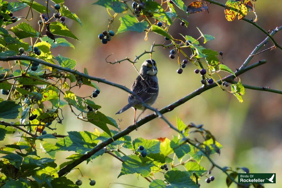 A bird perched on a branch with berries.