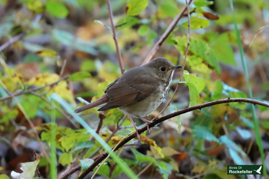 A small brown bird perched on a branch in the woods.