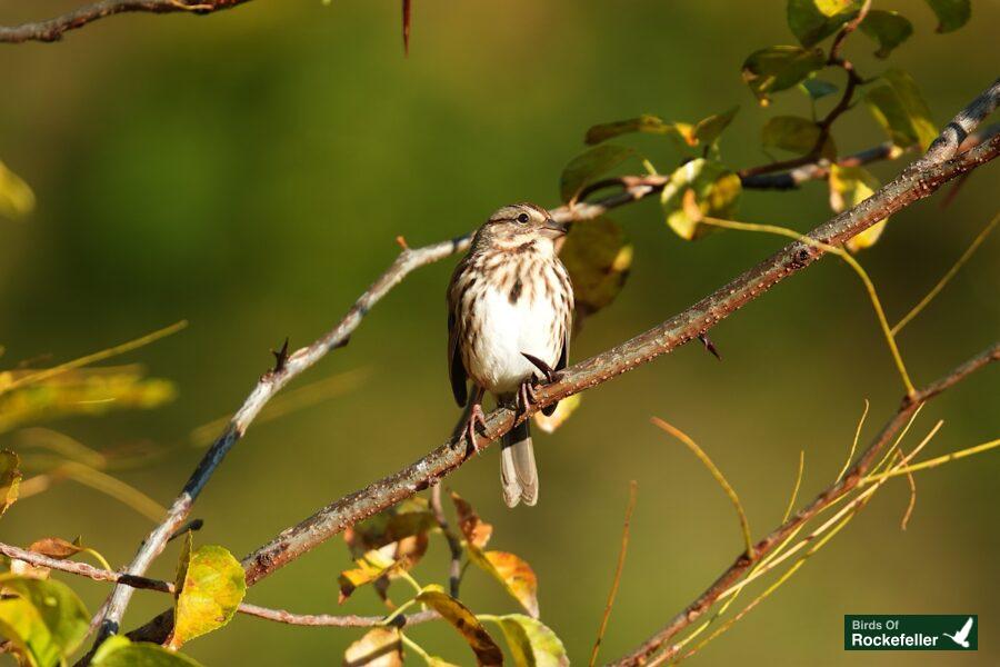 A small bird perched on a branch.