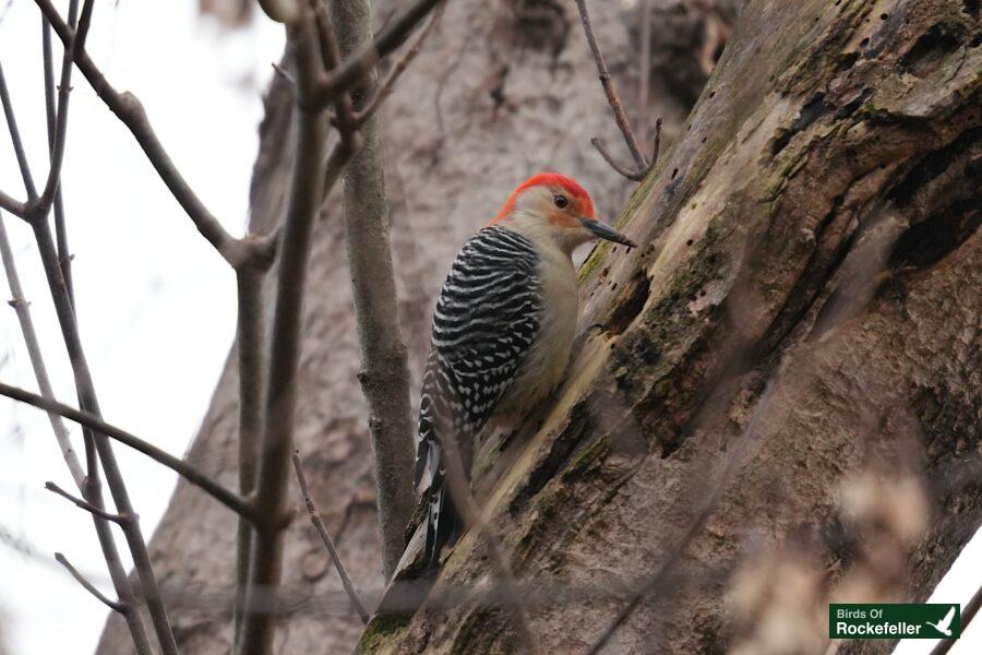 A red headed woodpecker perched on a tree trunk.