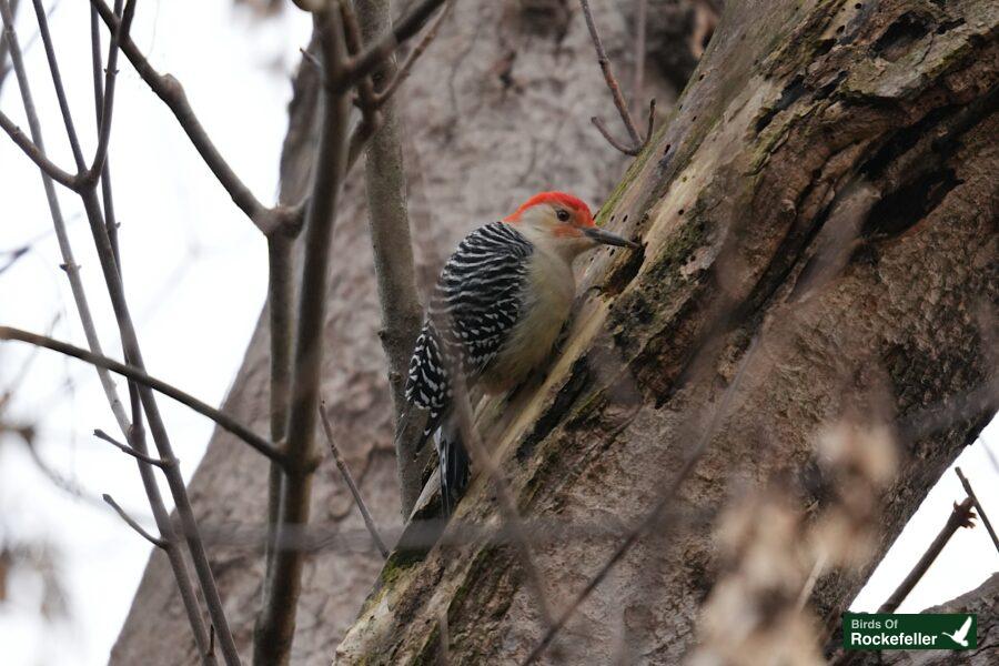 A red bellied woodpecker perched on a tree.