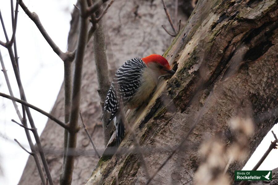 A red bellied woodpecker perched on a tree trunk.