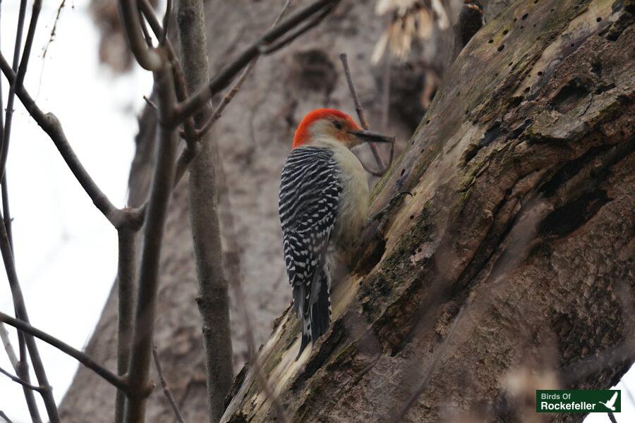 A red bellied woodpecker perched on a tree trunk.