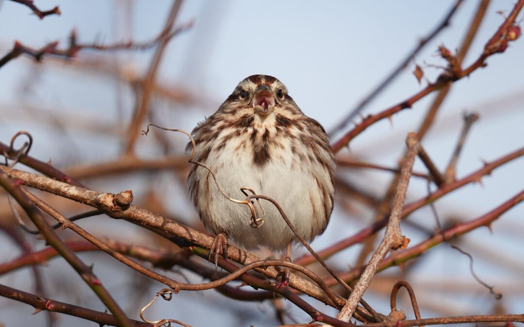 Song Sparrow – Rockefeller State Park Preserve