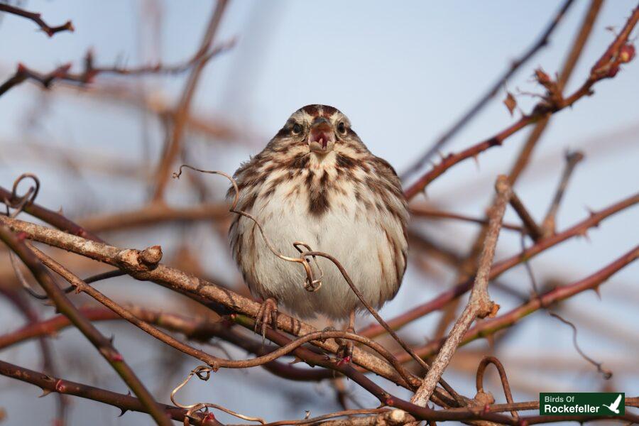 A brown and white bird sitting on a branch.