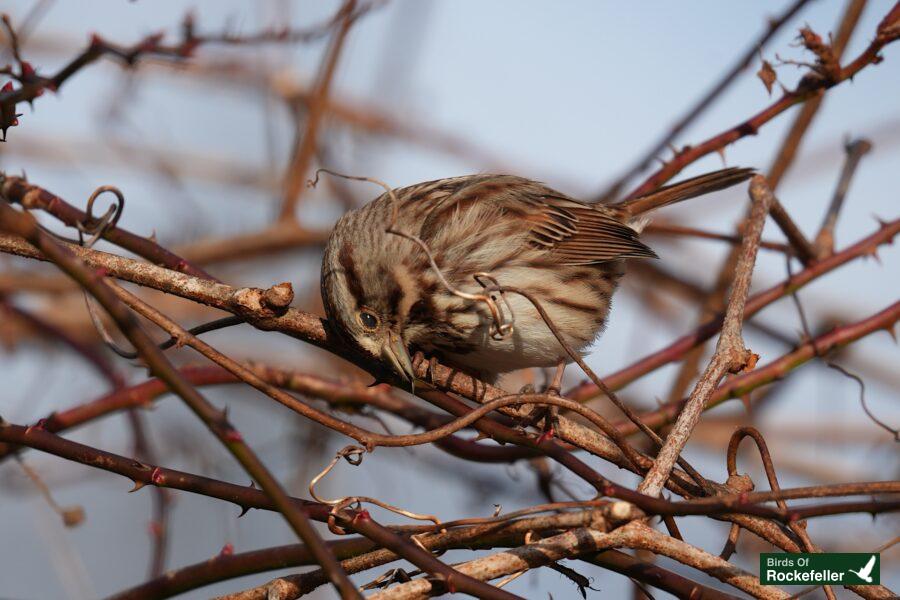 A bird perched on a branch.