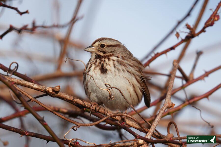 A bird perched on a branch.