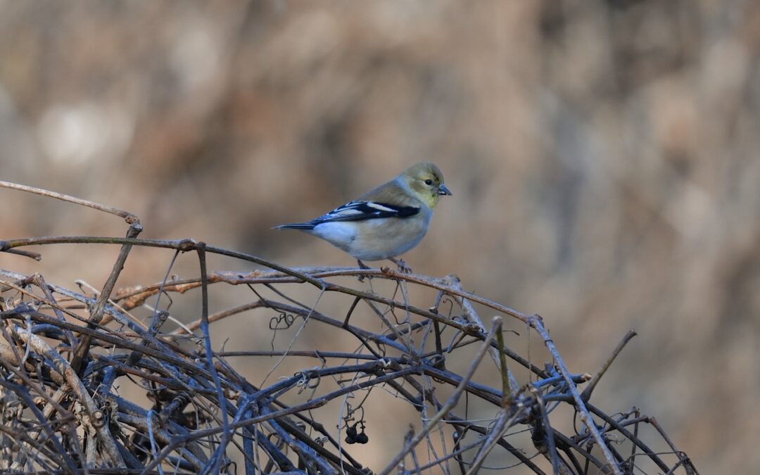 American Goldfinch – Rockefeller State Park Preserve