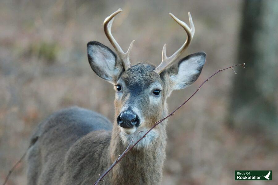 A deer with antlers is standing in the woods.