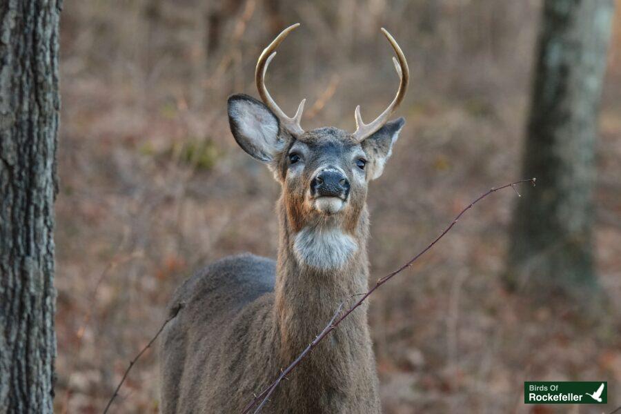 A white tailed deer is standing in the woods.