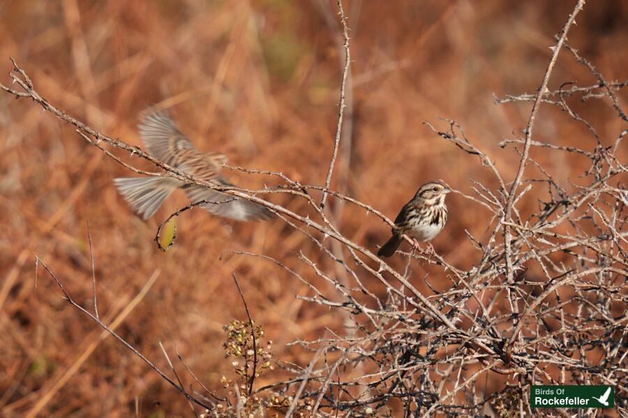 Two birds perched on a branch in a dry field.