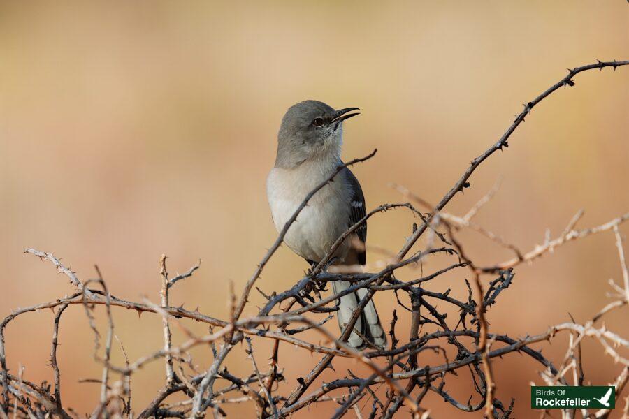 A bird is sitting on top of a twig.