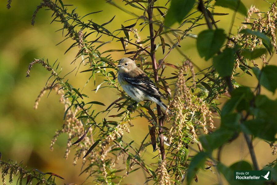 A bird perched on a branch.