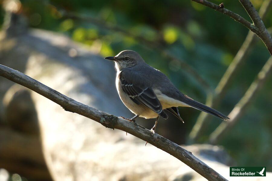 A bird perched on a branch.