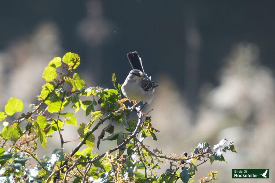 A bird perched on a branch.