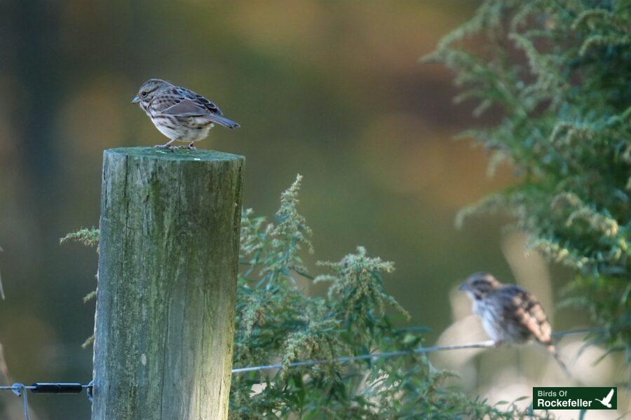 Two sparrows perched on a fence post.