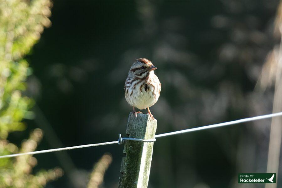 A small bird perched on a wire fence.