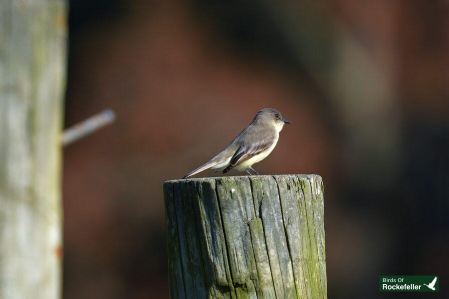 A bird perched on a wooden post.