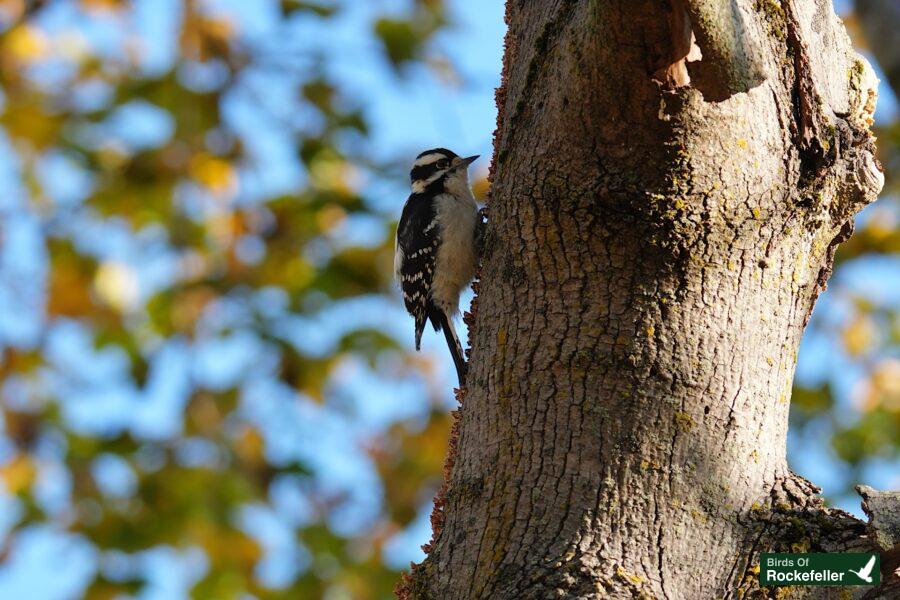 A bird perched on a tree trunk.