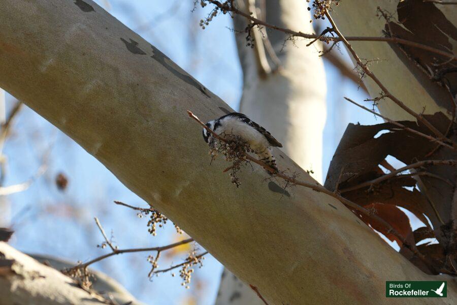 A bird perched on a tree branch.