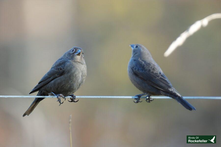 Two birds perched on a wire.