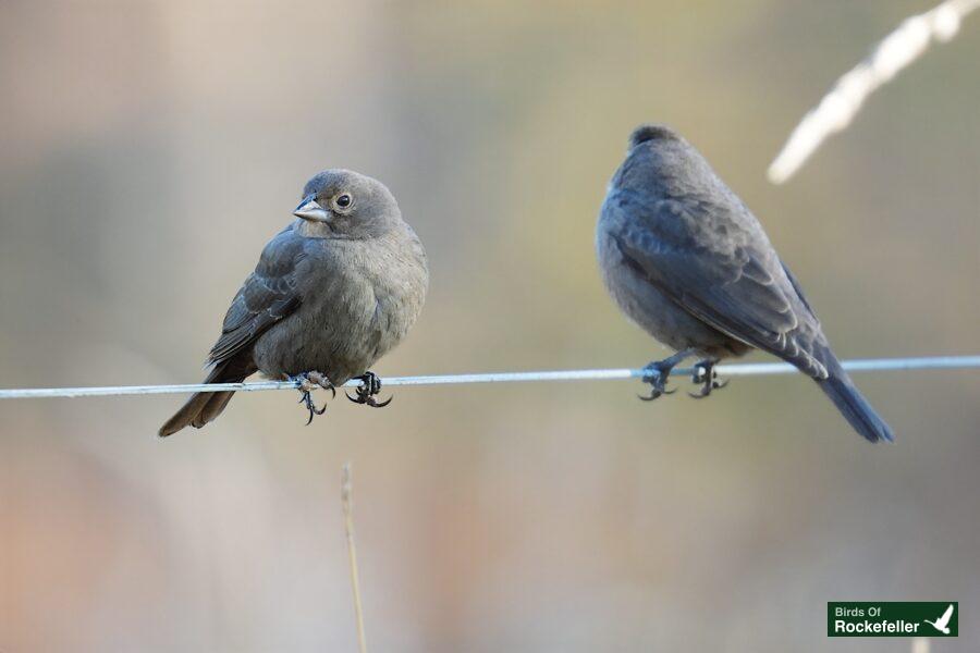 Two birds perched on a wire.