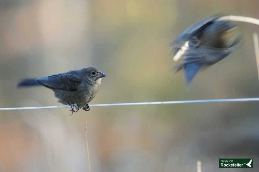 Two birds perched on a wire.