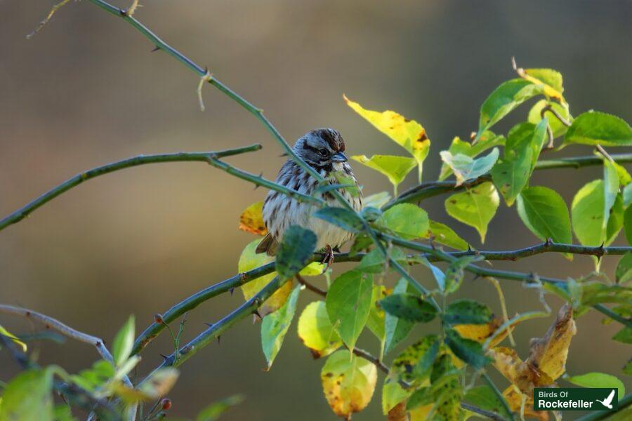 A small bird perched on a branch with leaves.