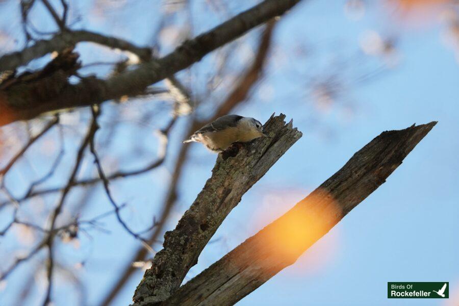 A bird perched on a tree branch.