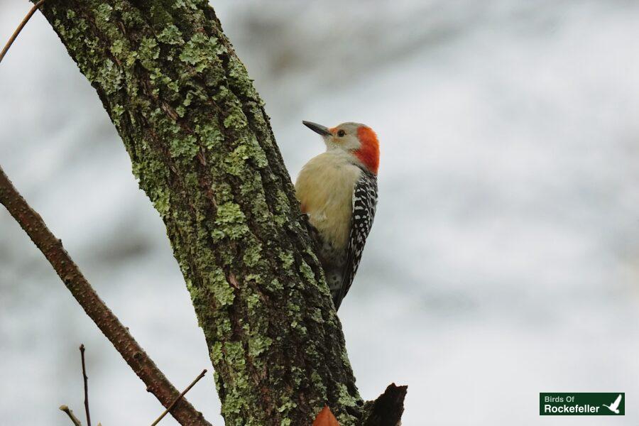 A red headed woodpecker perched on a tree branch.