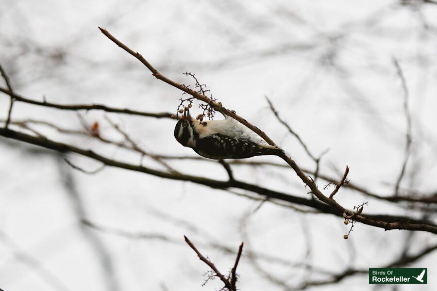 A bird perched on a bare tree branch.