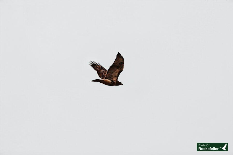A brown bird soaring through a cloudy sky.