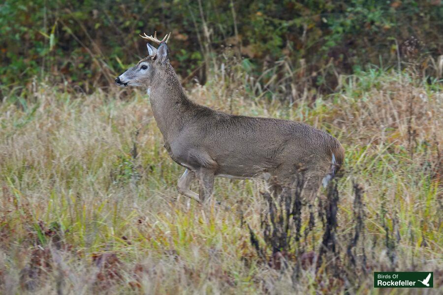 A white tailed deer standing in tall grass.